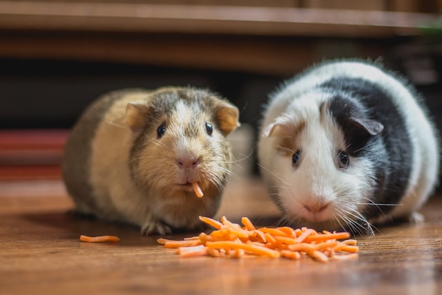 Guinea pigs eating carrot sticks on wooden floor, illustrating the importance of thorough testing in software development.