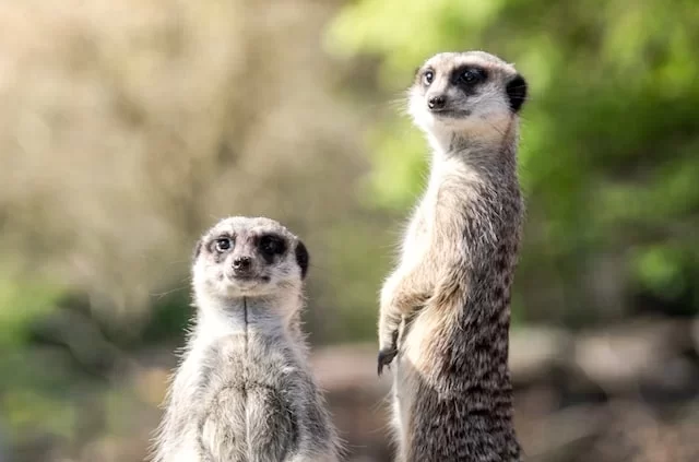 Meerkats standing in a natural setting, observing their surroundings, symbolizing vigilance and teamwork in organizational readiness for ERP implementation.