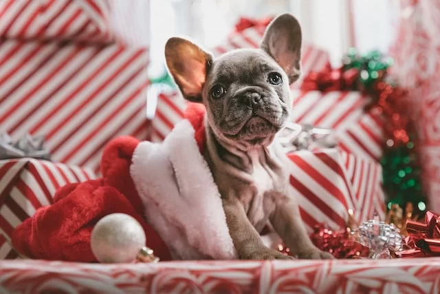 French Bulldog puppy wearing a festive holiday hat, surrounded by colorful Christmas presents and decorations, symbolizing thoughtful gift ideas for the holiday season.