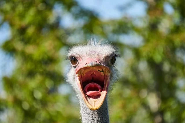 Ostrich with an open beak, surrounded by greenery, showcasing a lively expression.