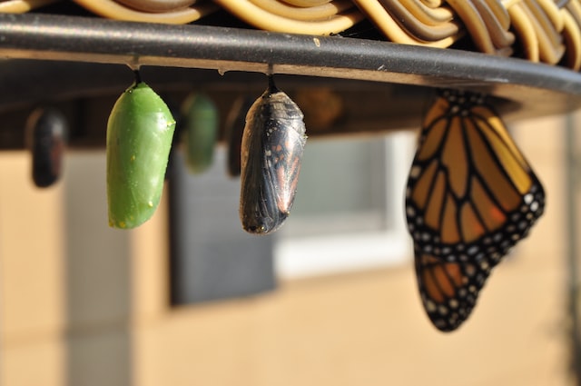 Monarch butterfly chrysalis stages, showcasing green and black chrysalises alongside an opened butterfly, symbolizing transformation and new beginnings relevant to ERP solutions and business growth.